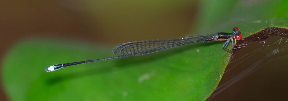 Psaironeura angeloi (Wispy Threadtail) male-3.jpg